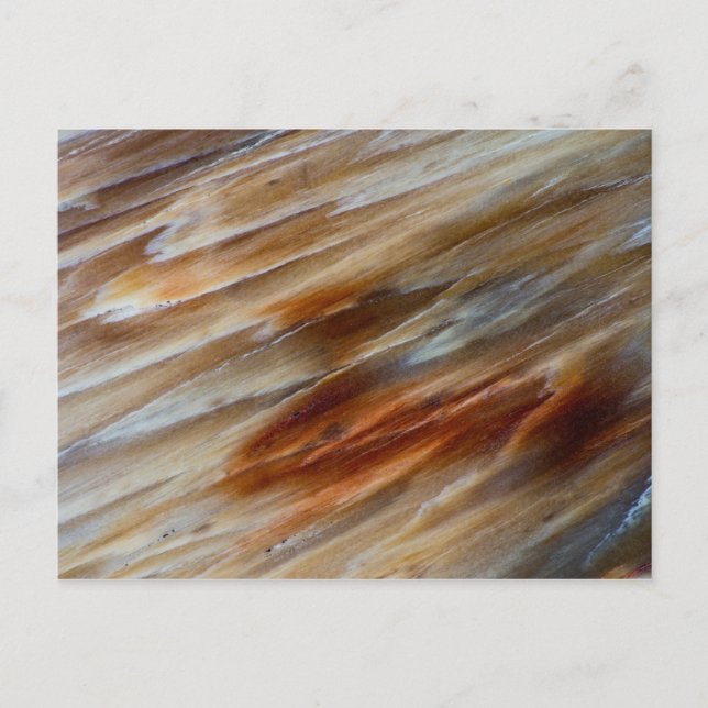 Jagged Petrified Wood Postcard (Front)