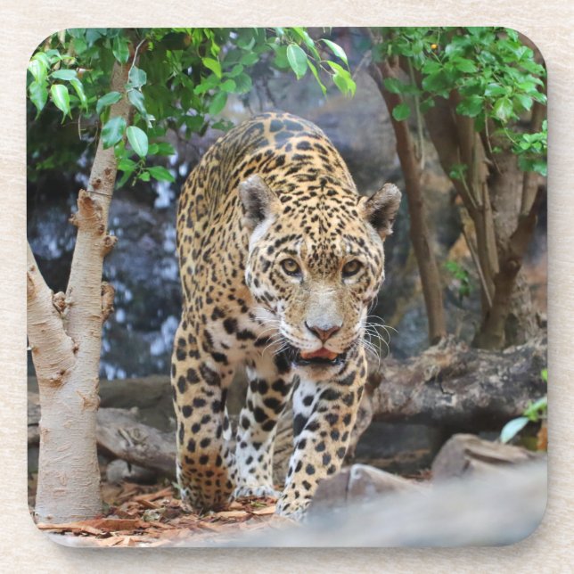 Jaguar20150501 Coaster (Front)