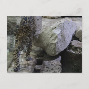 Jaguar # 22 postcard