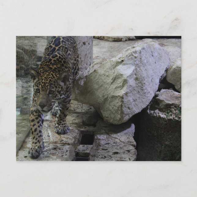 Jaguar # 22 postcard (Front)