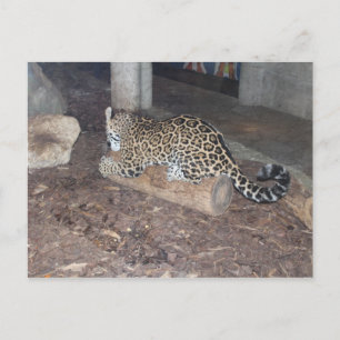 Jaguar # 25 postcard