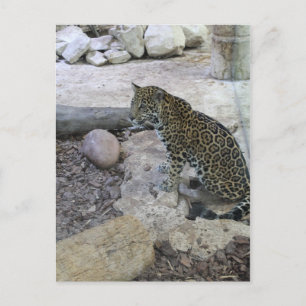 Jaguar # 4 postcard