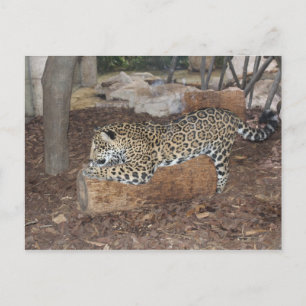 Jaguar # 9 postcard