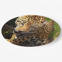 Jaguar Adolescent
