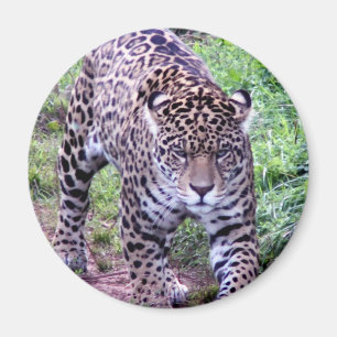 Jaguar Africa Jungle Safari Nature Peace Destiny Magnet