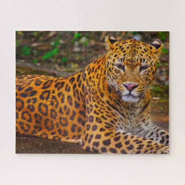 Jaguar Big Cats . Jigsaw Puzzle (Horizontal)