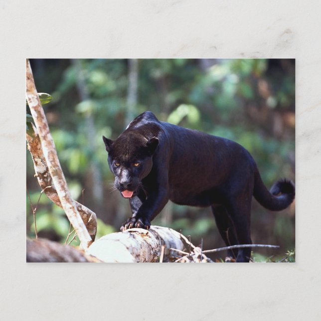 Jaguar, black-phase (Panthera onca) Postcard (Front)