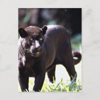Jaguar, black-phase (Panthera onca)