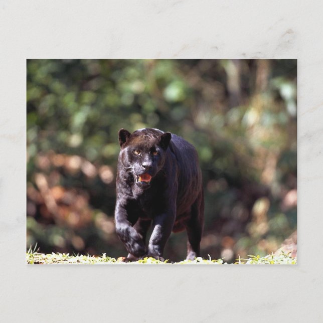 Jaguar, black-phase (Panthera onca) Postcard (Front)