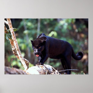 Jaguar, black-phase (Panthera onca) Poster