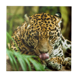 Jaguar Ceramic Tile