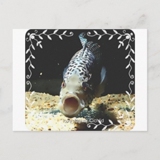 Jaguar Cichlid Postcard (Front)