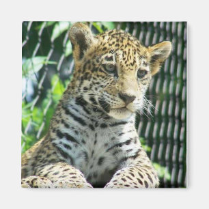 Jaguar Cub Magnet