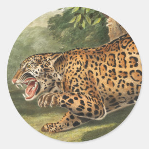 Jaguar (Felis onca) Illustration Classic Round Sticker