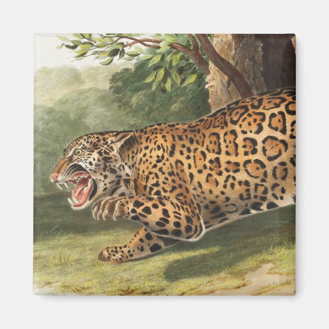 Jaguar (Felis onca) Illustration Magnet (Front)