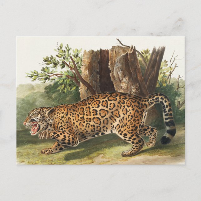 Jaguar (Felis onca) Illustration Postcard (Front)