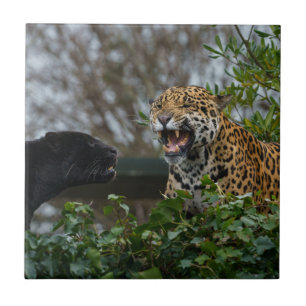 Jaguar Growl Ceramic Tile
