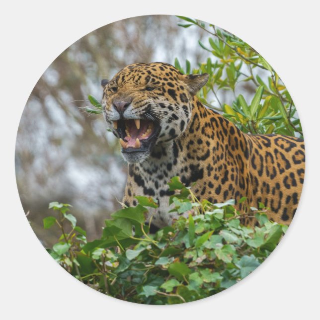 Jaguar Growl Classic Round Sticker (Front)