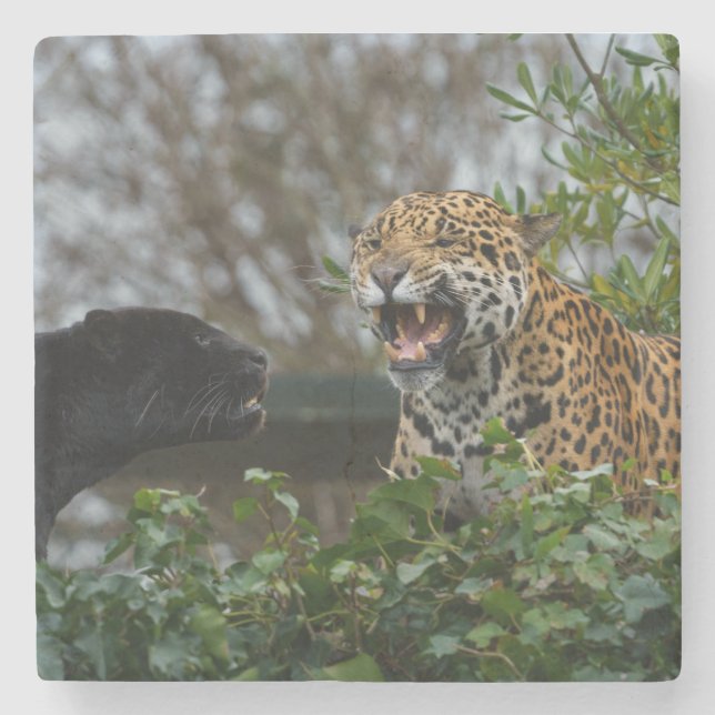 Jaguar Growl Stone Coaster (Front)