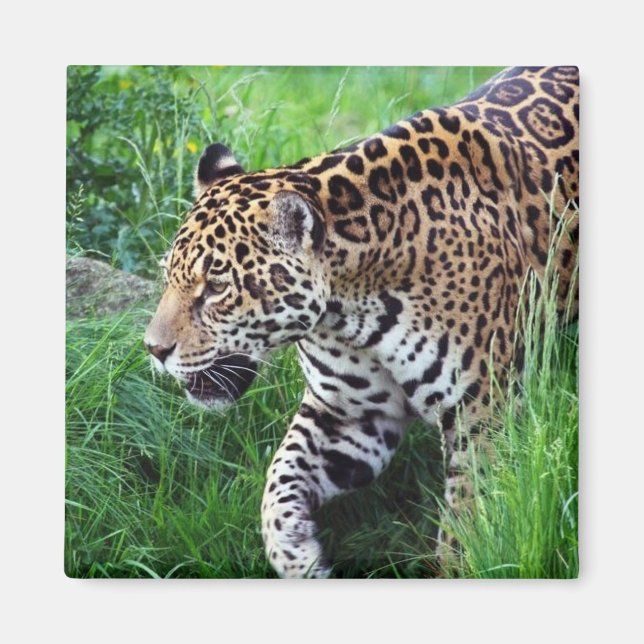 Jaguar Habitat Square Magnet (Front)