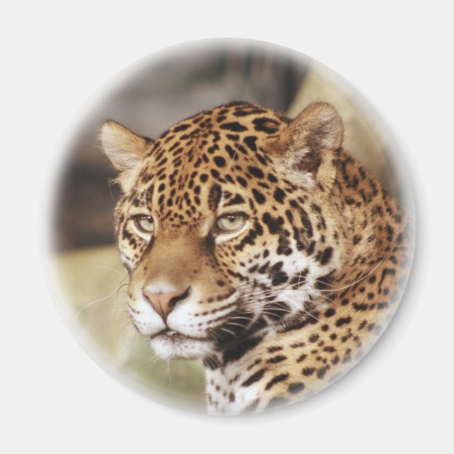 Jaguar Magnet (Front)