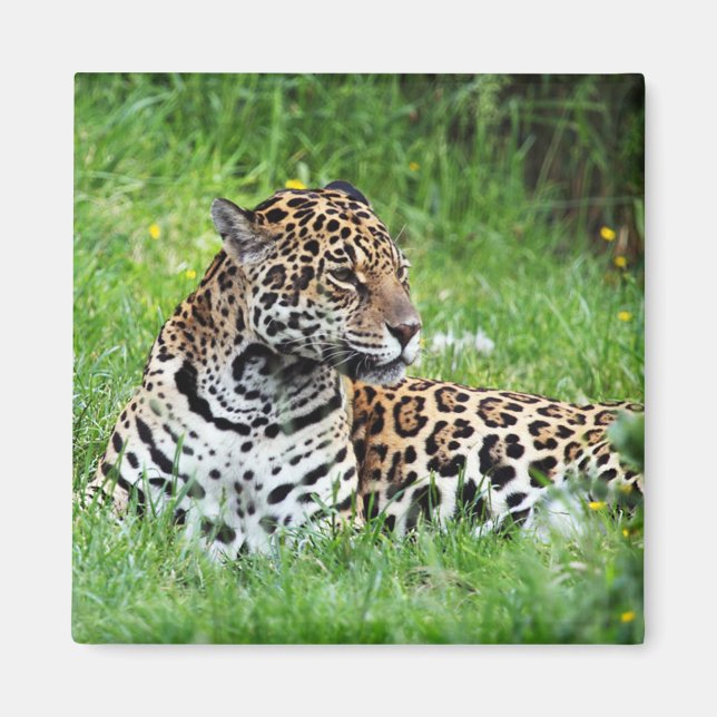 Jaguar Magnet (Front)