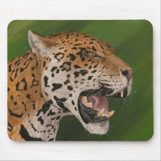Jaguar Mouse Pad