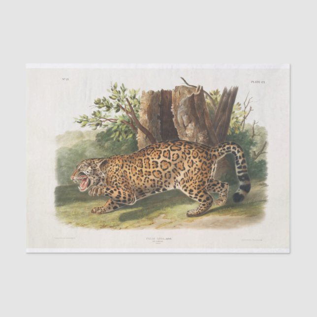 Jaguar of North America (1845) Decoupage Tissue Paper (Front)
