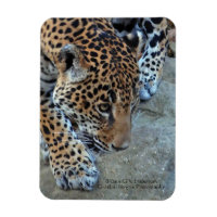 Jaguar On The Prowl