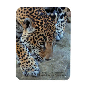 Jaguar On The Prowl Magnet