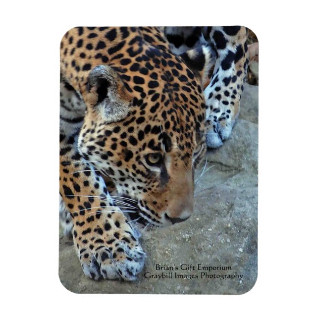 Jaguar On The Prowl Magnet (Vertical)