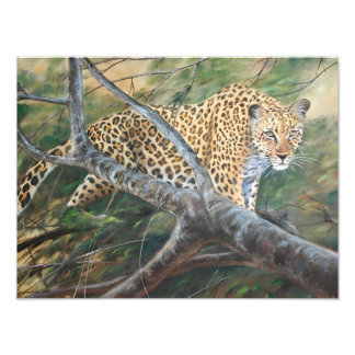 Jaguar on the Prowl Photo Print