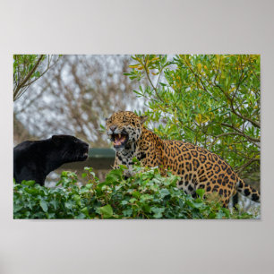 Jaguar Pair Poster