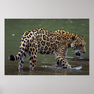 Jaguar (Panthera onca) in muddy river Poster