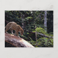 Jaguar (Panthera onca) in tree
