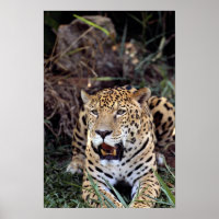 Jaguar (Panthera onca)