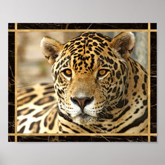 Jaguar Photo Image Print Poster (Front)