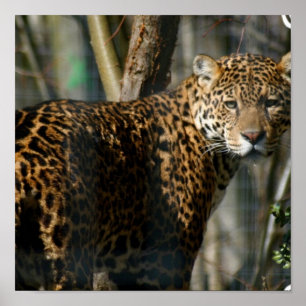 Jaguar Photo Print