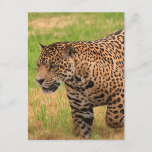 Jaguar Postcard