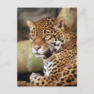 Jaguar Postcard