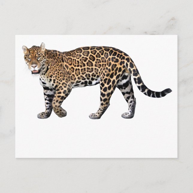 Jaguar Postcard (Front)