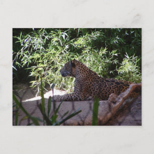 Jaguar Postcard