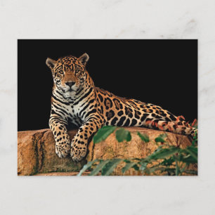 Jaguar Postcard