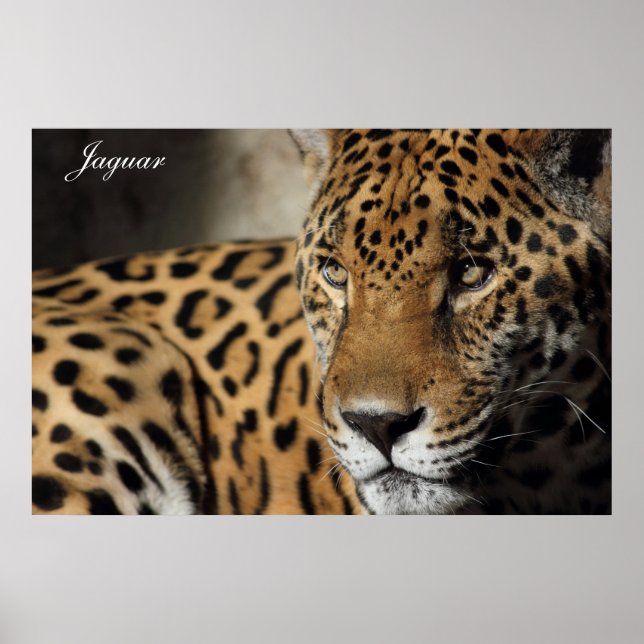 Jaguar Poster (Front)