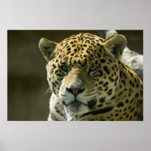 Jaguar Poster