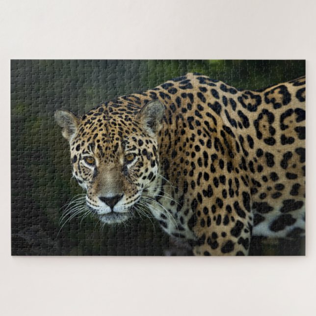 jaguar puzzle (Horizontal)
