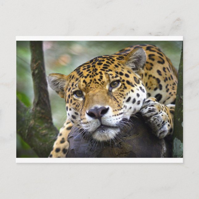 Jaguar relaxing in tree postcard (Front)