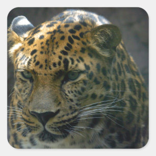 Jaguar Square Sticker