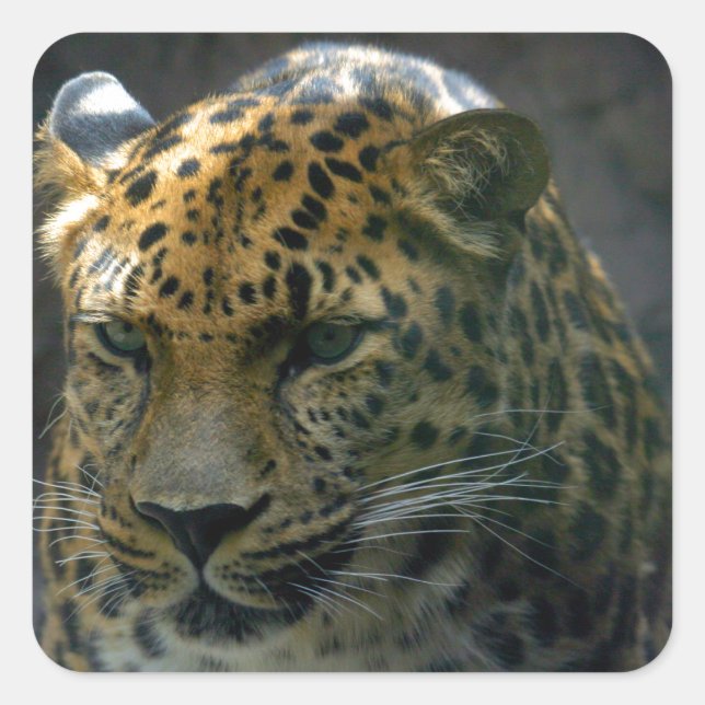 Jaguar Square Sticker (Front)