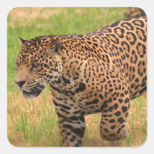 Jaguar Stickers